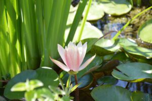 Natura La Ninfea nel piccolo laghetto antistante la mini suite familiare "Il Nespolo" aspetta di essere ammirata in tutto il suo splendore