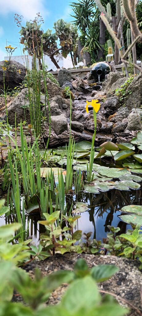 La natura protagonista nel giardino dei cactus