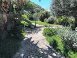 Ulivi, piante aromatiche e vigneti circondano la casa
