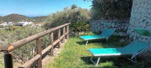 Vista spettacolare su Forio e la Baia di san Francesco. Ulivo